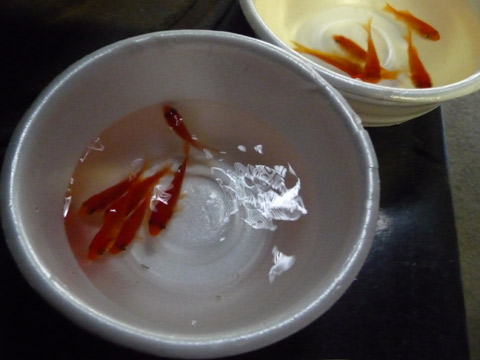 【7月31日(土)】金魚屋さんの日…。_c0221349_1825574.jpg