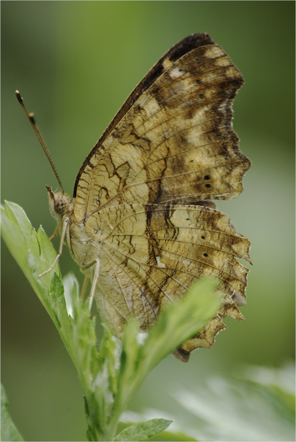 ■■クヌギの樹液に集まる昆虫たち（1）・・・・・キタテハ■■_a0133250_20283837.jpg