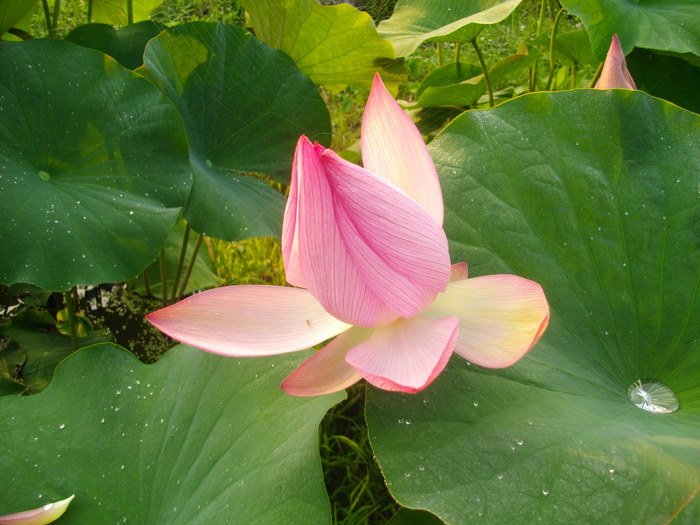 倉田窯の蓮花ぎゃるり2010_e0161650_1225972.jpg