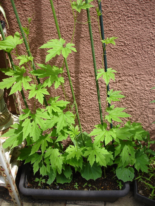 e0044855_10264550.jpg