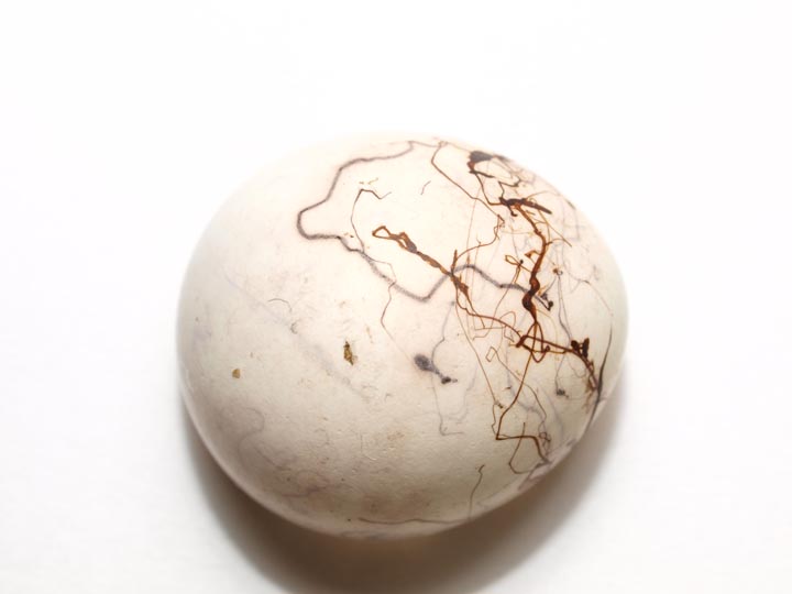 ホオジロの卵の殻_e0039759_1135464.jpg