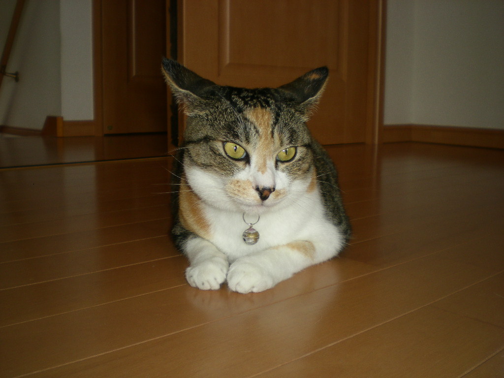 2010年7月31日(土)RE:盛夏!_f0060461_1120467.jpg