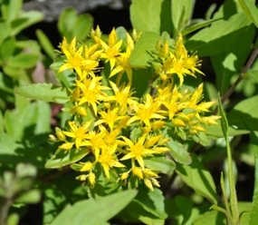 c0148762_94159.jpg
