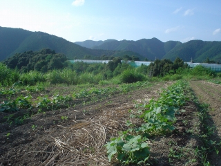 下津井キュウリ　子蔓旺盛_f0055264_22413598.jpg