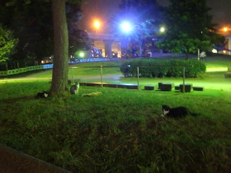 野良猫の復活_e0149596_21533092.jpg