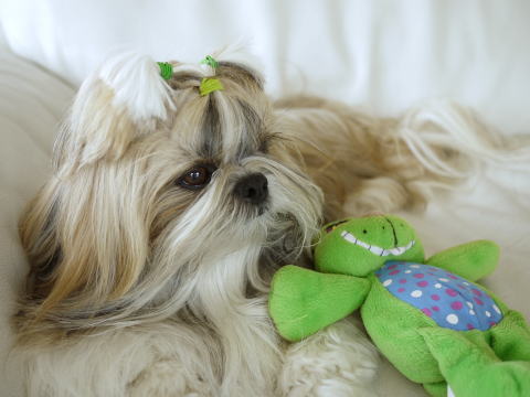 c0090198_4595811.jpg
