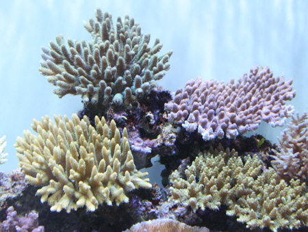 トゲサンゴ　37