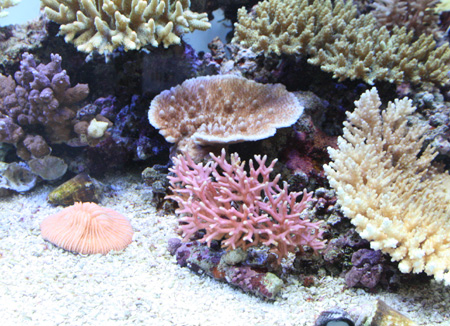 トゲサンゴ　37