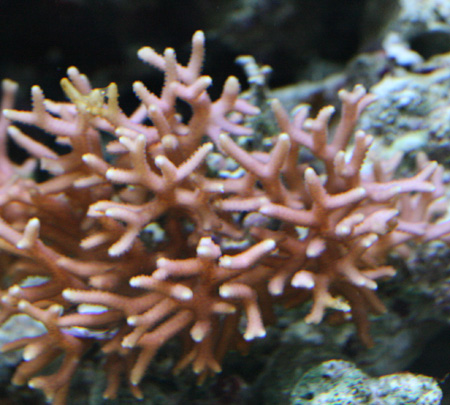 トゲサンゴ　37