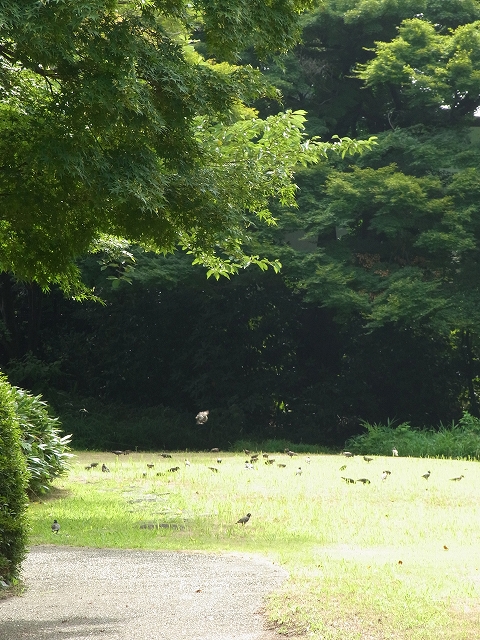 草刈後には_b0049307_6365291.jpg