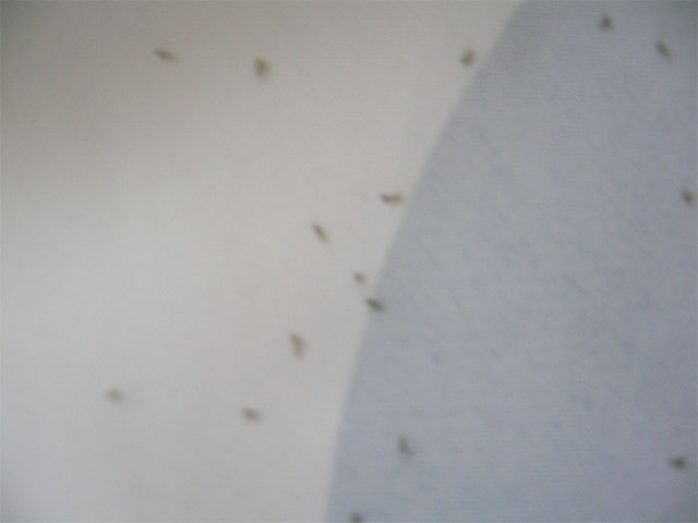 昆虫ブログ むし探検広場