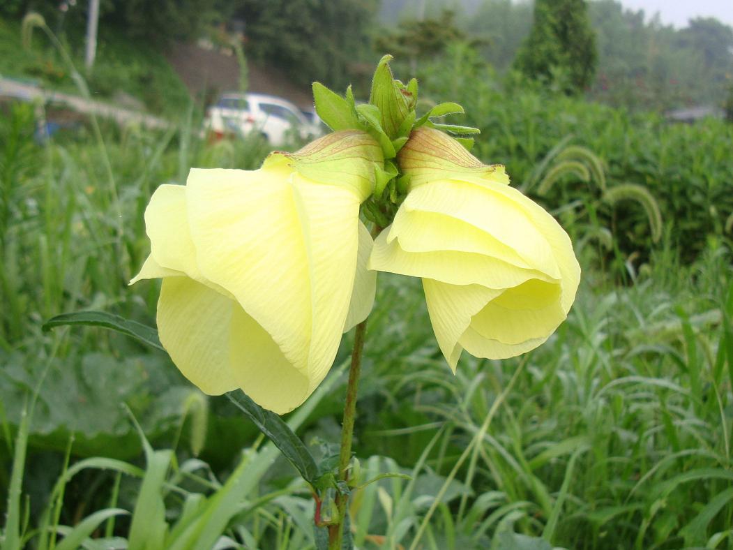 花オクラ 椿壽菴だより 花オクラ 椿壽菴だより