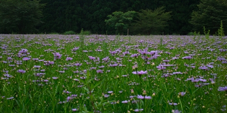 9月、山魏の朝　　　　朽木小川・気象台より_c0044819_6395520.jpg