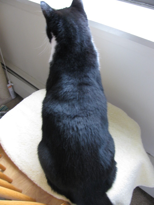 ちーこ ダイエット日記 (8)_e0101819_10385776.jpg