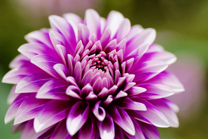 Dahlia_e0077521_23415898.jpg