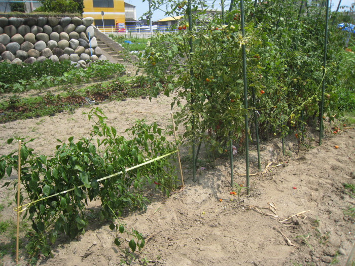 e0164622_1874445.jpg