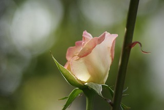 f0170524_7191012.jpg