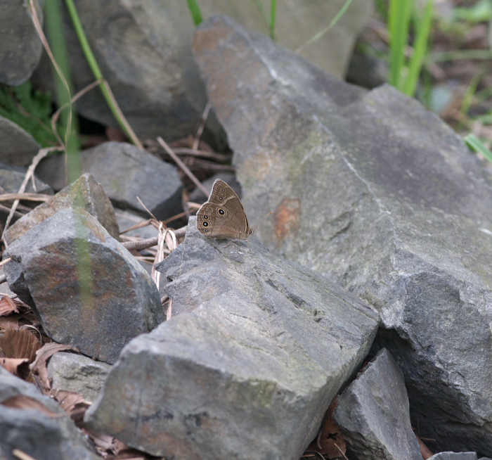 地味だけど（クロヒカゲモドキ、ツマジロウラジャノメ他）　in栃木県100731～0801①_a0126632_2052623.jpg