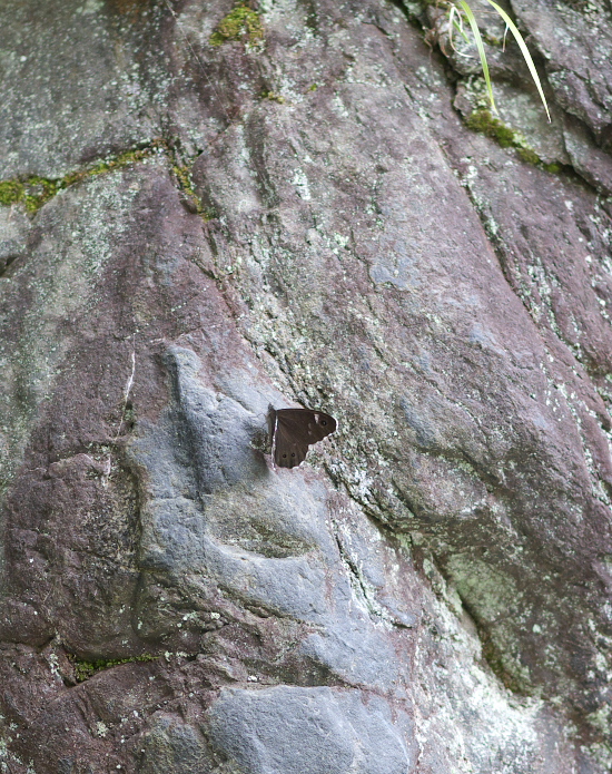 地味だけど（クロヒカゲモドキ、ツマジロウラジャノメ他）　in栃木県100731～0801①_a0126632_215299.jpg