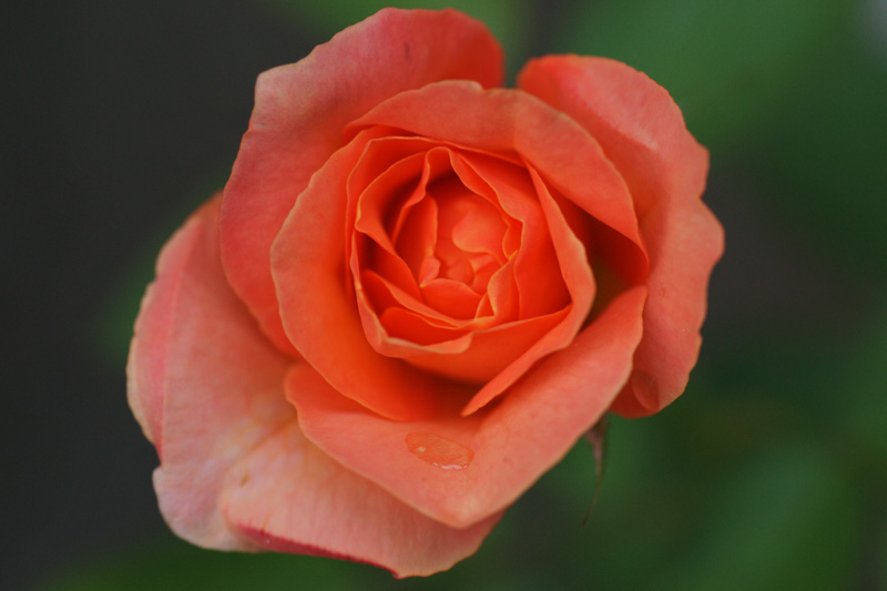 b0177233_5163722.jpg