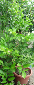e0097534_11503128.jpg