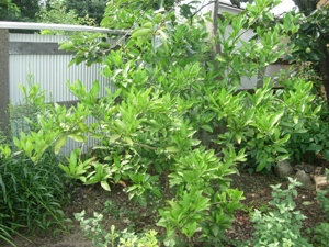 e0097534_11571260.jpg