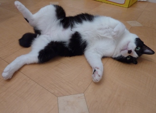 暑中お見舞い猫 空編。_a0143140_133598.jpg