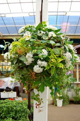 ペンタスのハンギング Kusakiの この植物をお買い ペンタスのハンギング Kusakiの この植物をお買い