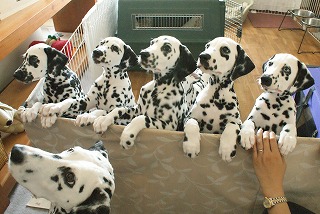 7 Dalmatians_e0158355_22361977.jpg