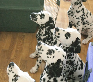 7 Dalmatians_e0158355_22392447.jpg