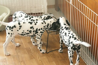 7 Dalmatians_e0158355_22393374.jpg