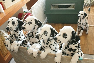 7 Dalmatians_e0158355_22394066.jpg