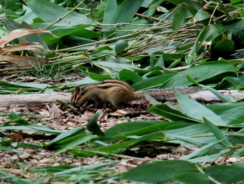 シマリスとカラスアゲハ・パラダイス。_b0165760_19363374.jpg