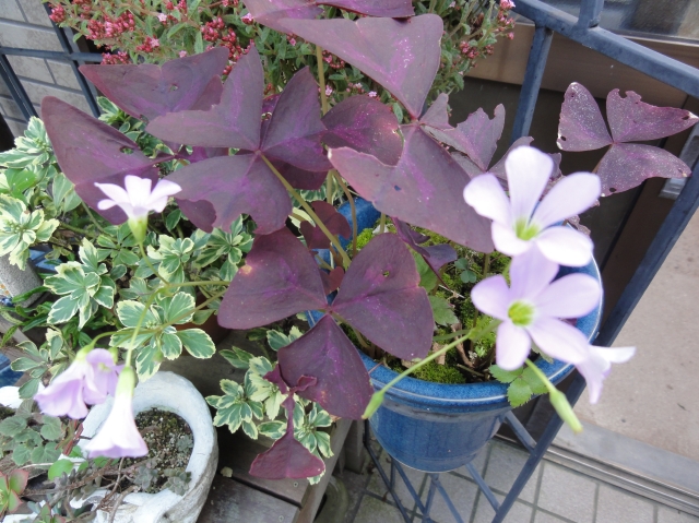 c0108460_1722328.jpg