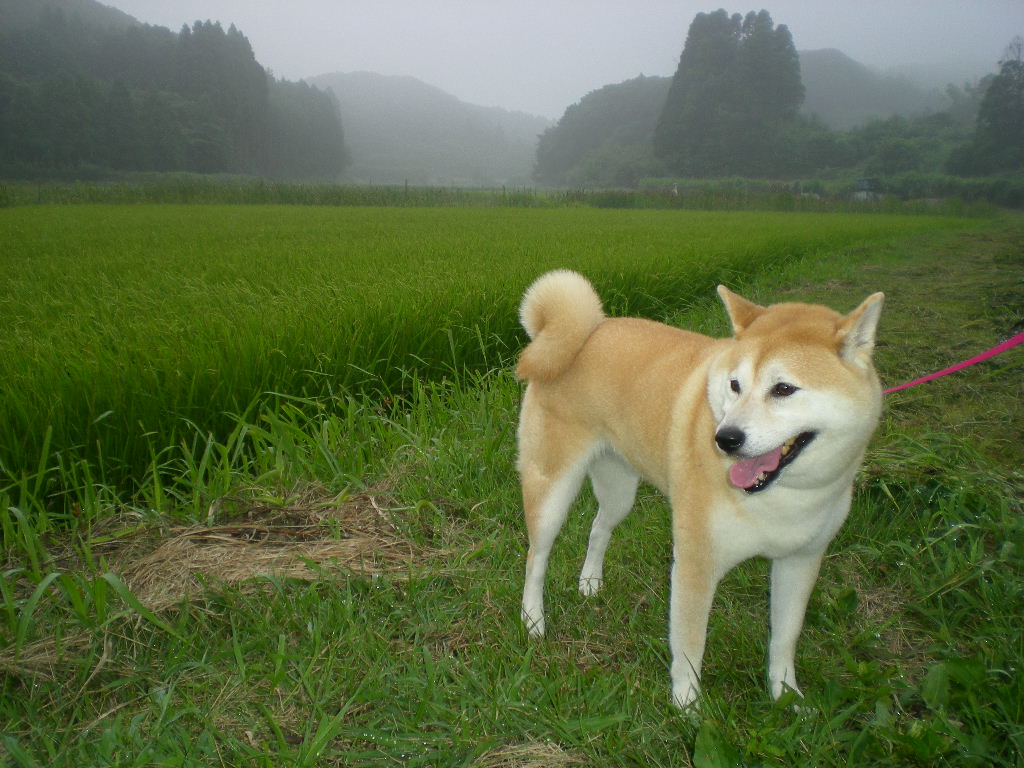 2010年8月1日(日)もう8月!_f0060461_9133381.jpg