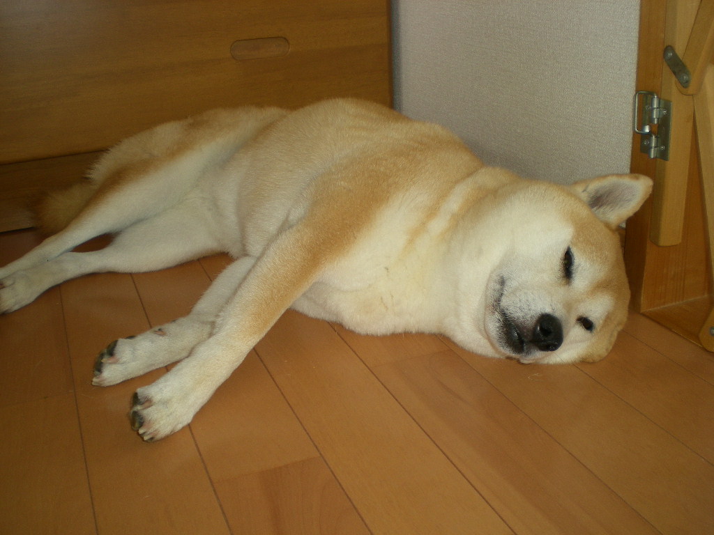 2010年8月1日(日)もう8月!_f0060461_92275.jpg