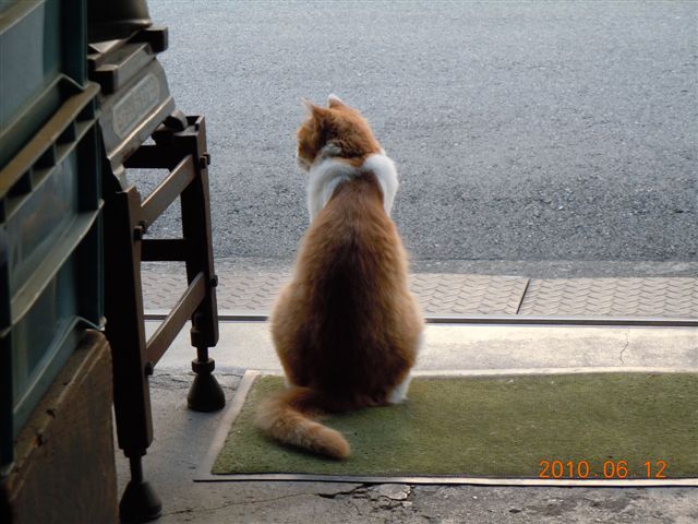 写てがみ・・猫のニーヨ_e0136066_21175636.jpg