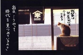 写てがみ・・猫のニーヨ_e0136066_2182088.jpg