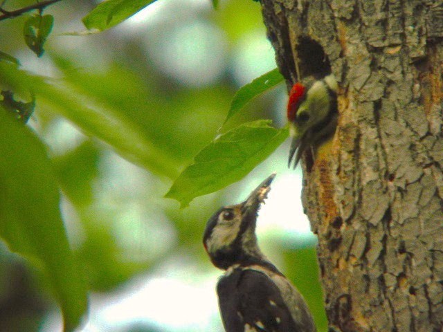 f0000866_8524976.jpg