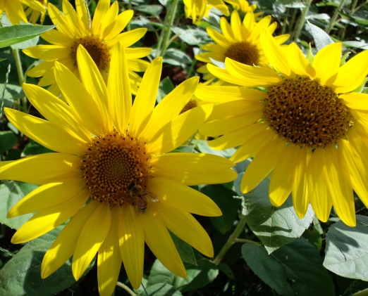c0069372_2158165.jpg