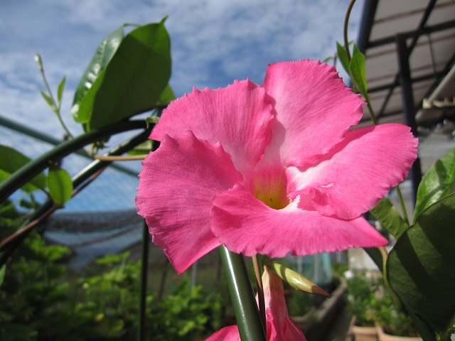 サンパラソル の んびり