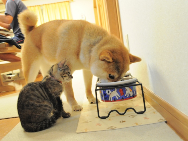 かぼ姉ちゃんのご飯の時間_a0126590_811273.jpg