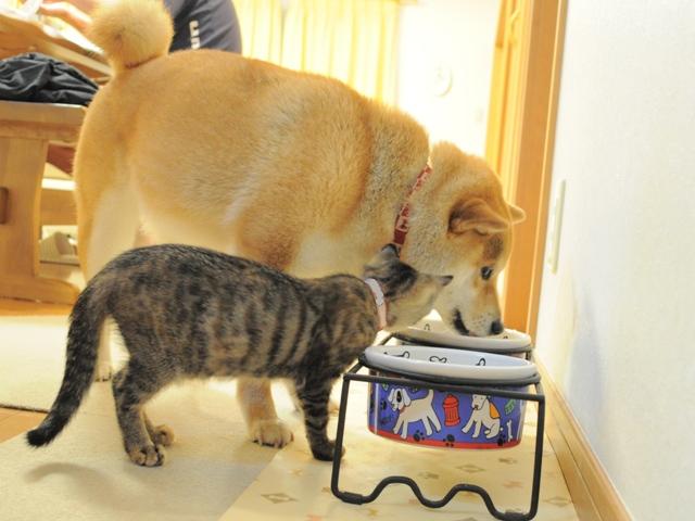 かぼ姉ちゃんのご飯の時間_a0126590_8145972.jpg