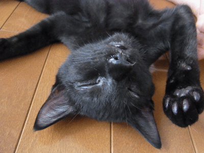 b0195090_14295225.gif