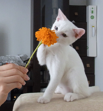 b0195090_14303782.gif