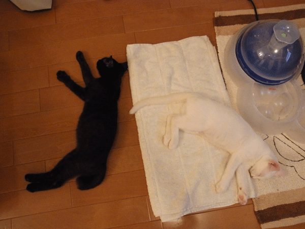 b0195090_1522440.gif