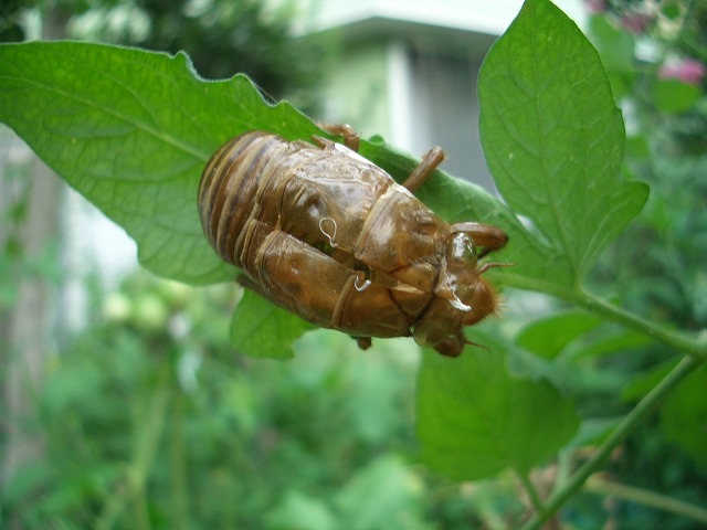 夏の畑_f0141310_23274350.jpg