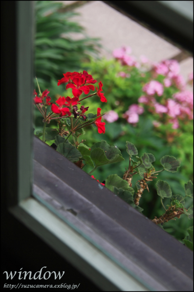 窓辺の花_f0100215_0344546.jpg