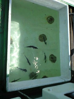 メジカの新子喰いた い 海央 海と船と釣りと