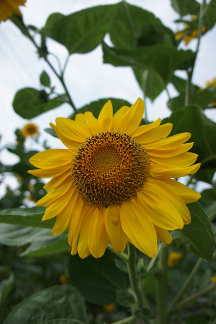 f0007926_170285.jpg